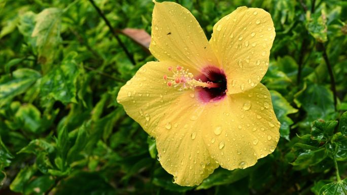 4K超清黄色花卉特写 雨后花带水珠空镜