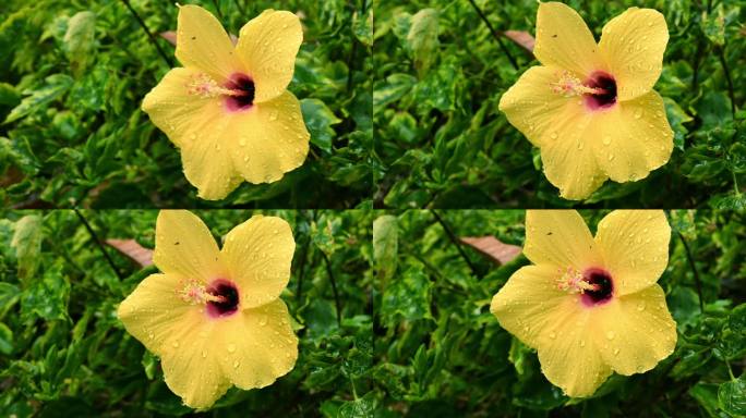 4K超清黄色花卉特写 雨后花带水珠空镜