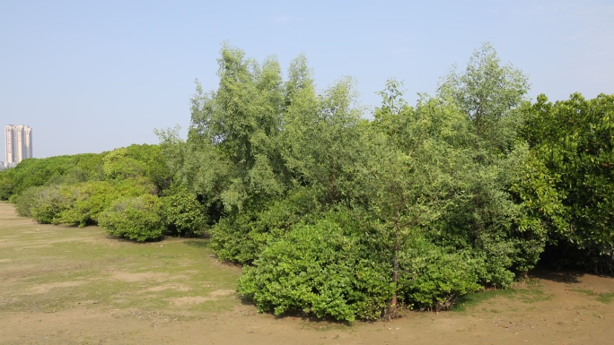 湛江市霞山观海长廊红树林保护区