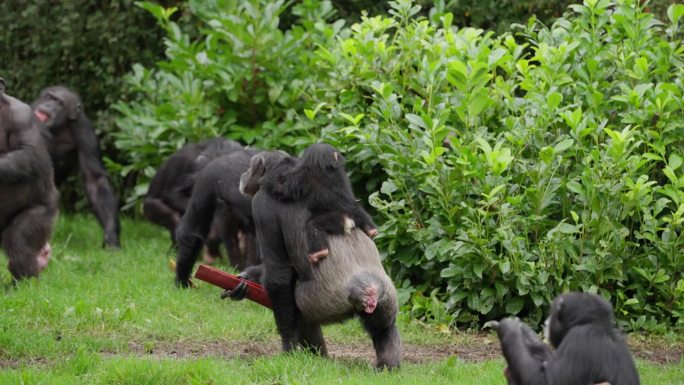 濒临灭绝的可爱的西部黑猩猩宝宝被家庭成员背在背上，他们拿着木头，后面跟着其他成员，在动物园外的栖息地