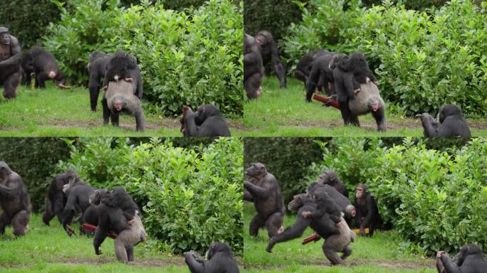 濒临灭绝的可爱的西部黑猩猩宝宝被家庭成员背在背上，他们拿着木头，后面跟着其他成员，在动物园外的栖息地
