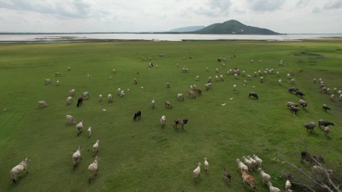 傍晚，牛群在美丽的湖边广阔的草地上吃草。位于泰国华武里省