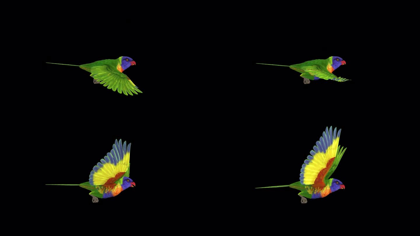 澳大利亚彩色鹦鹉鸟-彩虹鹦鹉-侧视图CU -飞行环