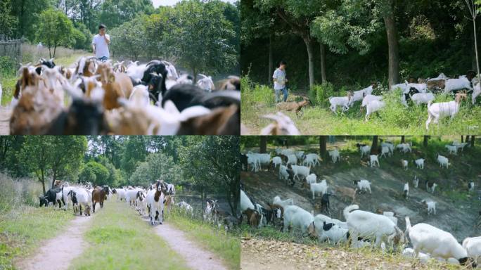 乡村散养山羊视频素材