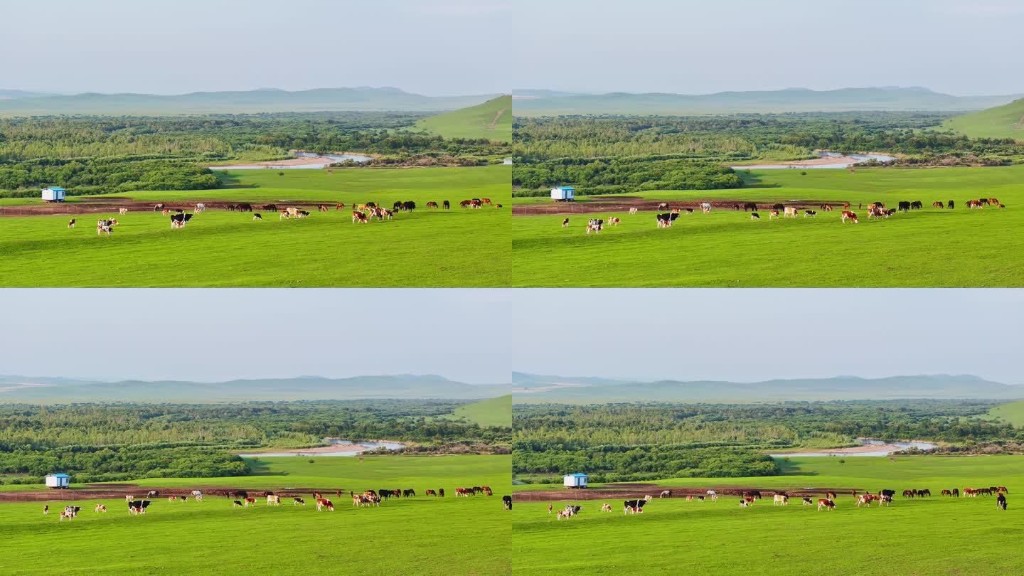 呼伦贝尔草原畜牧（湿地边的牛群）