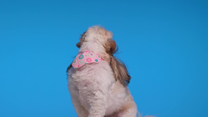 好奇贪婪的西施狗带着粉红色的大手帕向上看，舔鼻子和乞求食物在蓝色背景