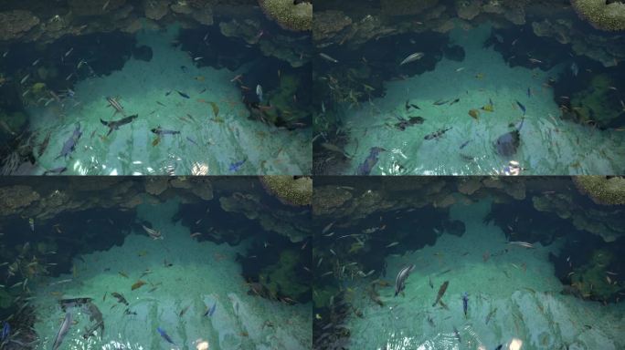Colorful Fishes Swimming In Aquarium 4k