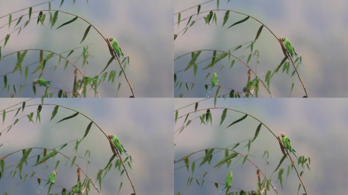 风中翠竹上有几只花头鹦鹉