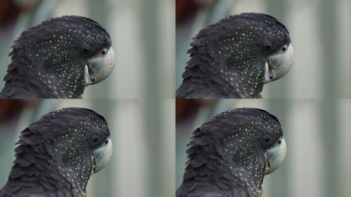 近距离拍摄一只黑凤头鹦鹉，长着粗壮的喙，用舌头发出咔哒的声音。