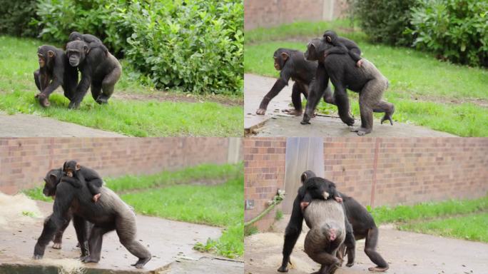 濒临灭绝的可爱的西部黑猩猩宝宝被家庭成员抱回家，后面跟着其他成员，在动物园栖息地外，周围是绿色的树叶