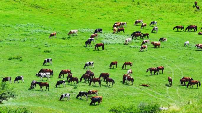 草原上的马群（内蒙古呼伦贝尔）
