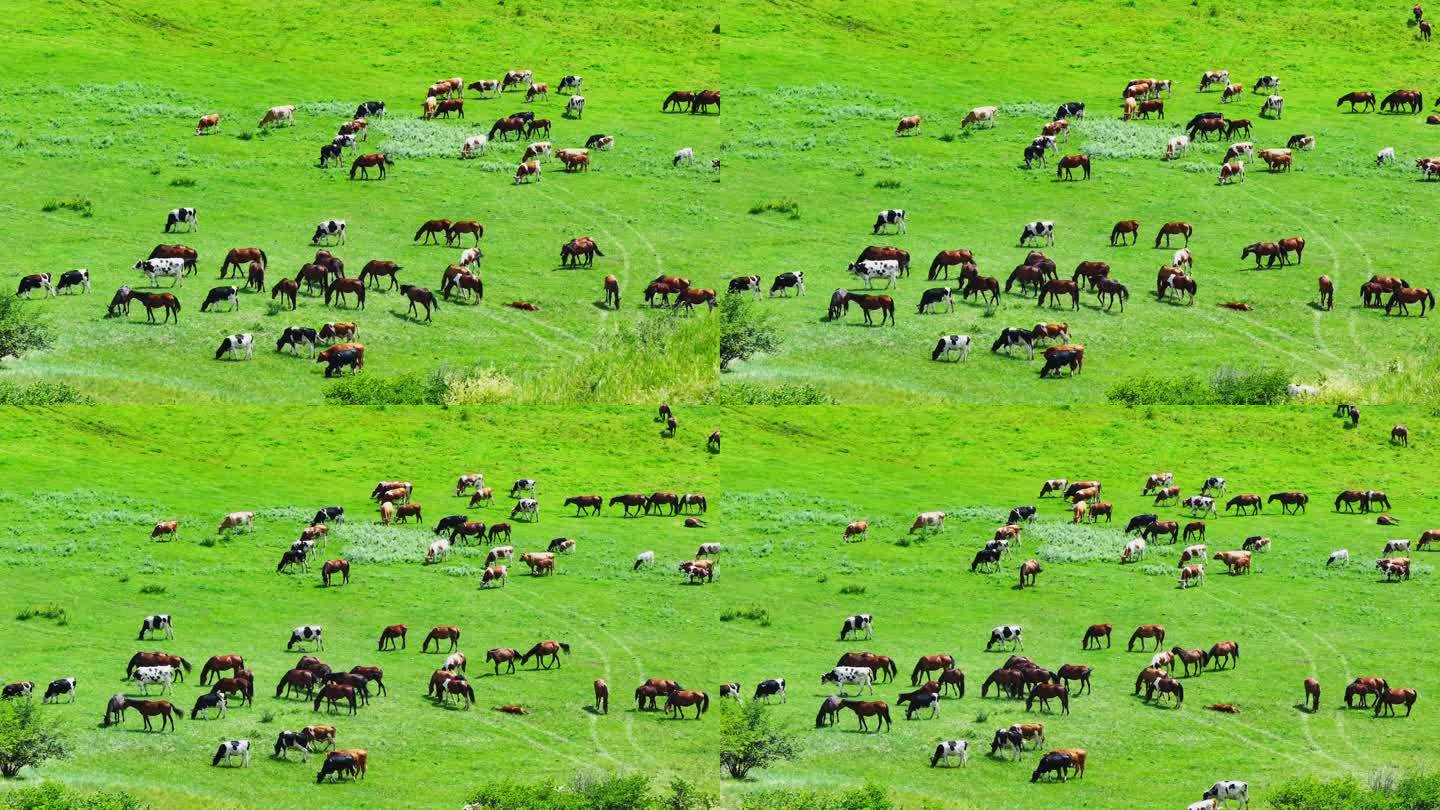 草原上的马群（内蒙古呼伦贝尔）
