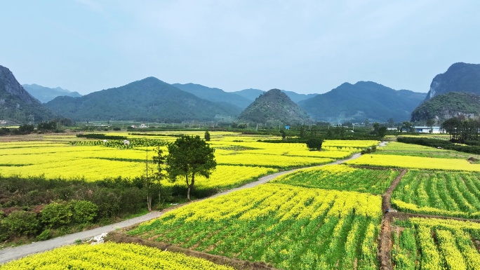 春天阳光下桂林乡村大面积盛开的油菜花田