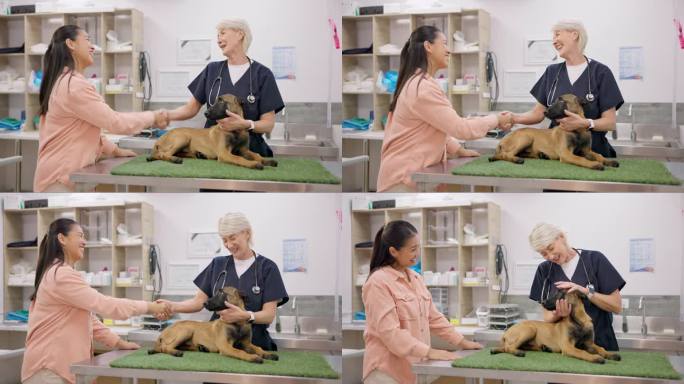 兽医握手，狗和快乐的女人，成熟的医生或医学专家微笑，你好或感谢你治愈动物。宠物护理服务，兽医咨询，兽