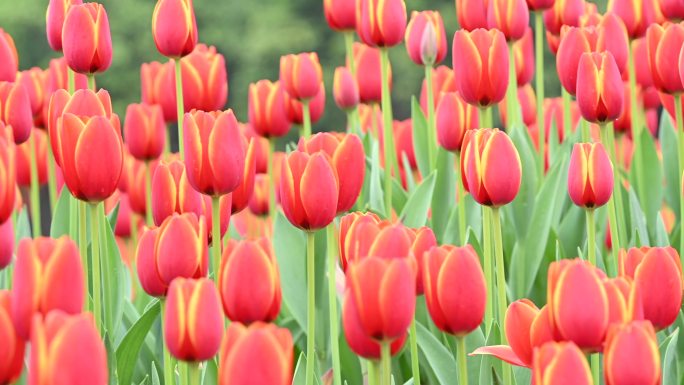 4K郁金香花海斑斓如油画广告素材