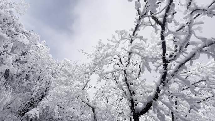 河南栾川老君山雾凇节冬日里漫山遍野的雾凇