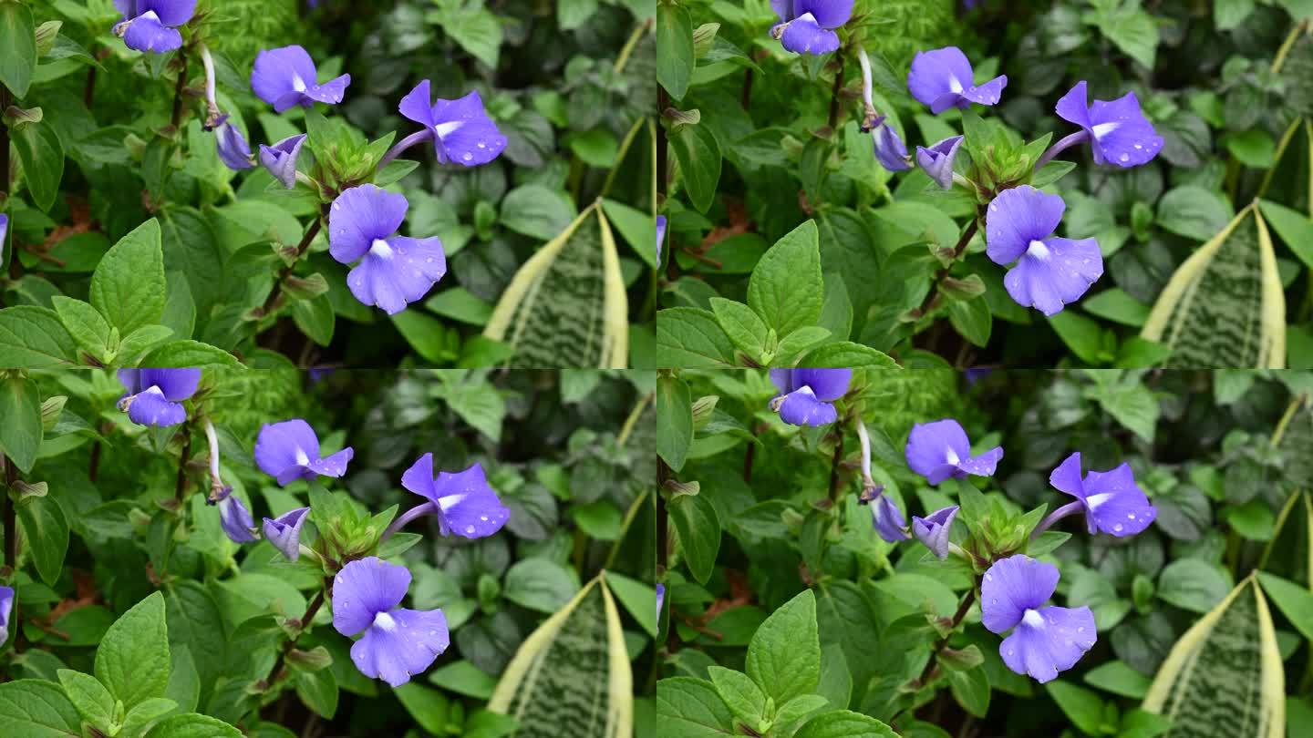 4K超清春天公园花卉特写 唯美空镜紫色花