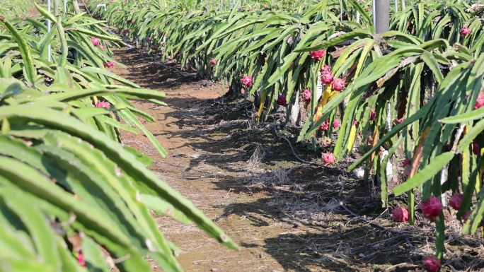 火龙果/火龙果种植基地