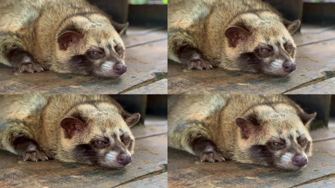 Paradoxurus赫马佛洛狄忒斯。一只麝香猫懒洋洋地睡在木头上。靠近头部，用鼻子移动来嗅。