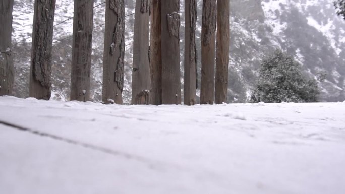 大雪背景林中松树，树林自然景观冷天慢动作复制空间