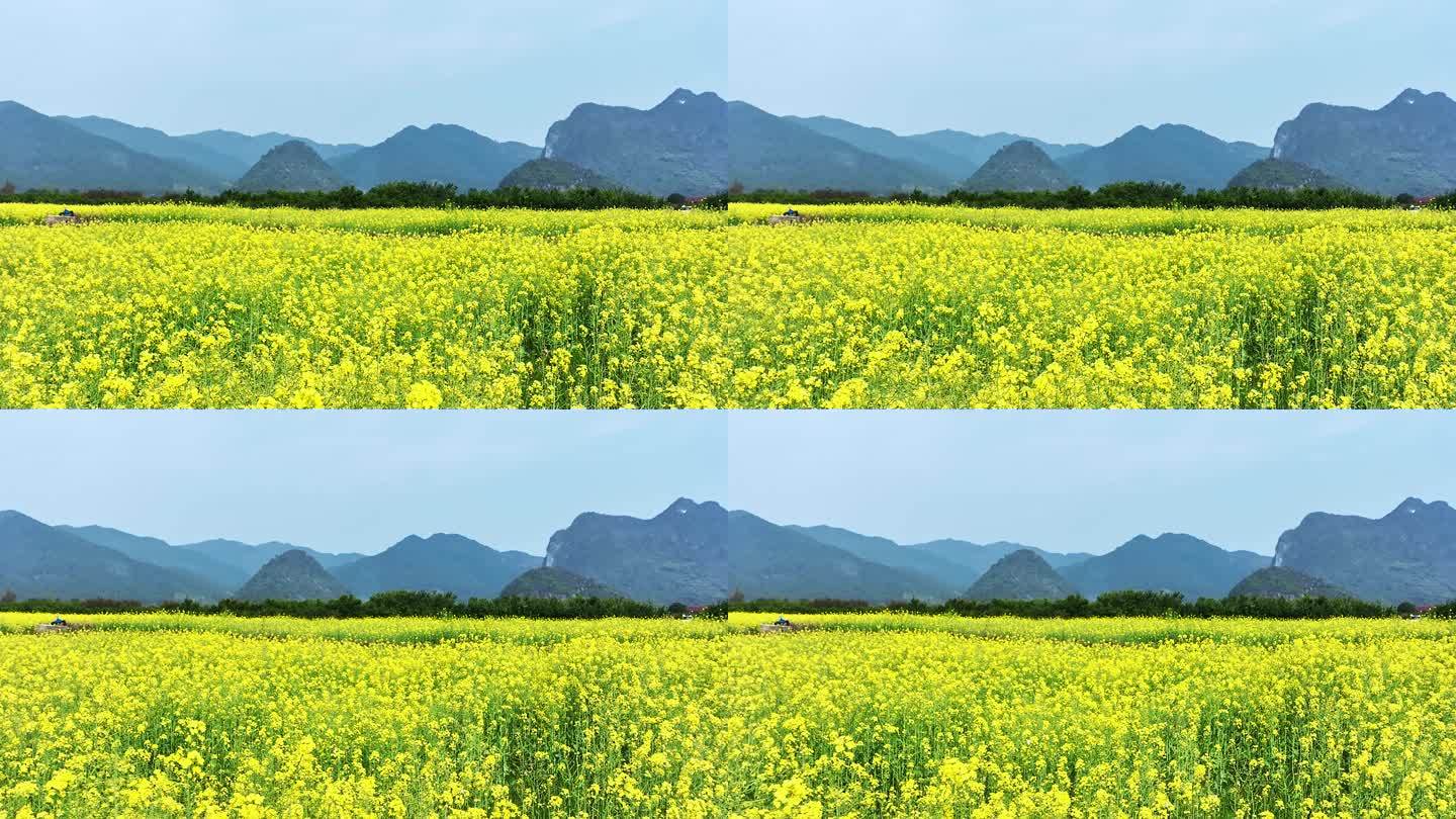 春天阳光下桂林山谷中大片的金黄色油菜花田