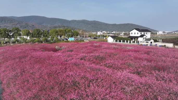 消夏湾梅花2024最新航拍