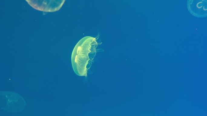 变色的海月水母在水里游动