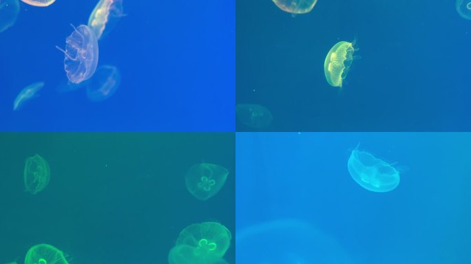 变色的海月水母在水里游动