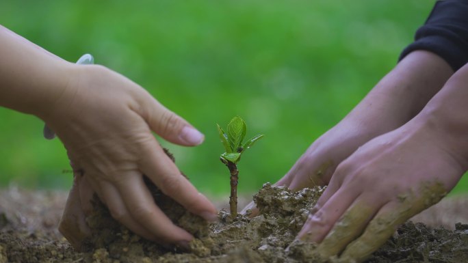 植树节种树栽树两个人一起植树沙漠守护植树