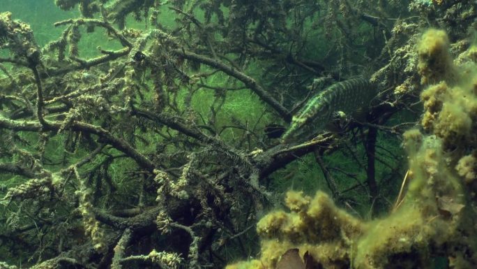 大型北方梭子鱼在一棵倒下的冷杉树的树枝间等待攻击猎物的合适时机。爱沙尼亚。