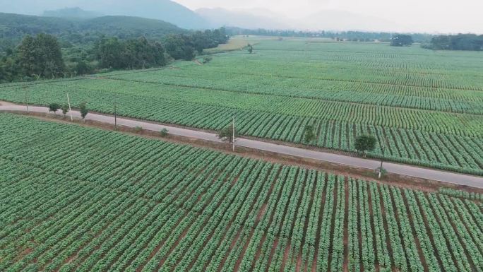 泰国清莱Tham Luang附近种植的烟叶农场鸟瞰图。