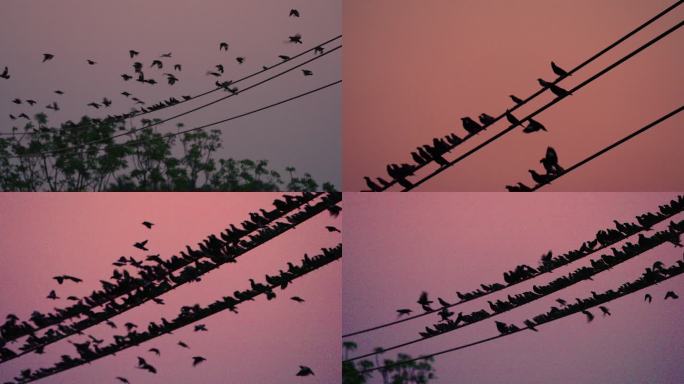 电线群鸟起飞-升格动画