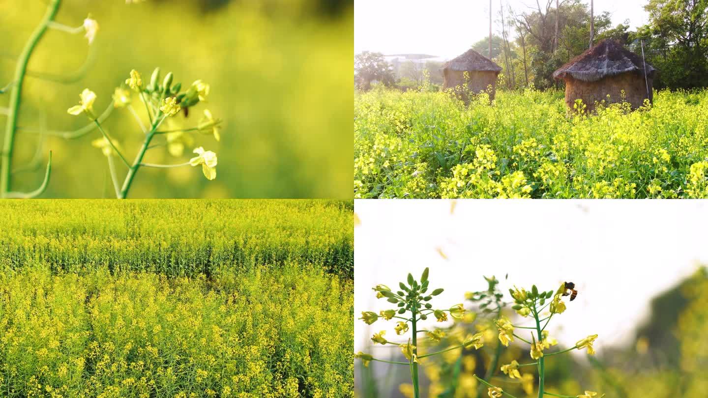 春天油菜花开蜜蜂采蜜