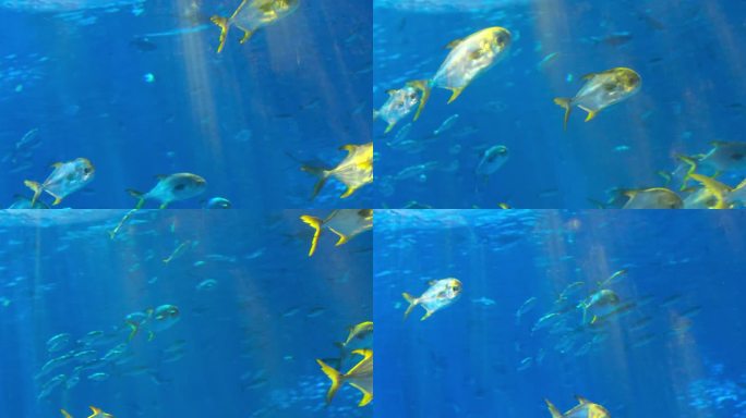 阳光下的蓝色水面下游动的鱼