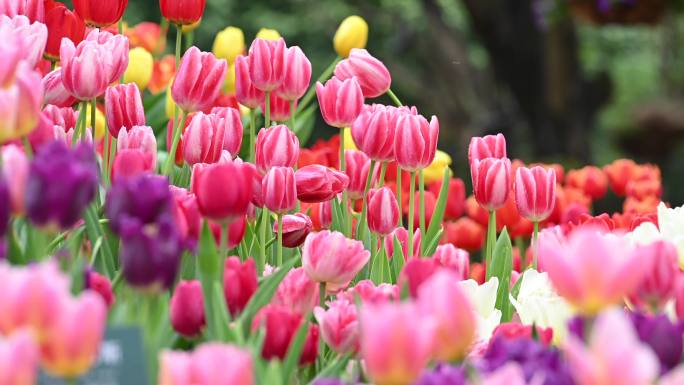 4K郁金香花海斑斓如油画广告素材