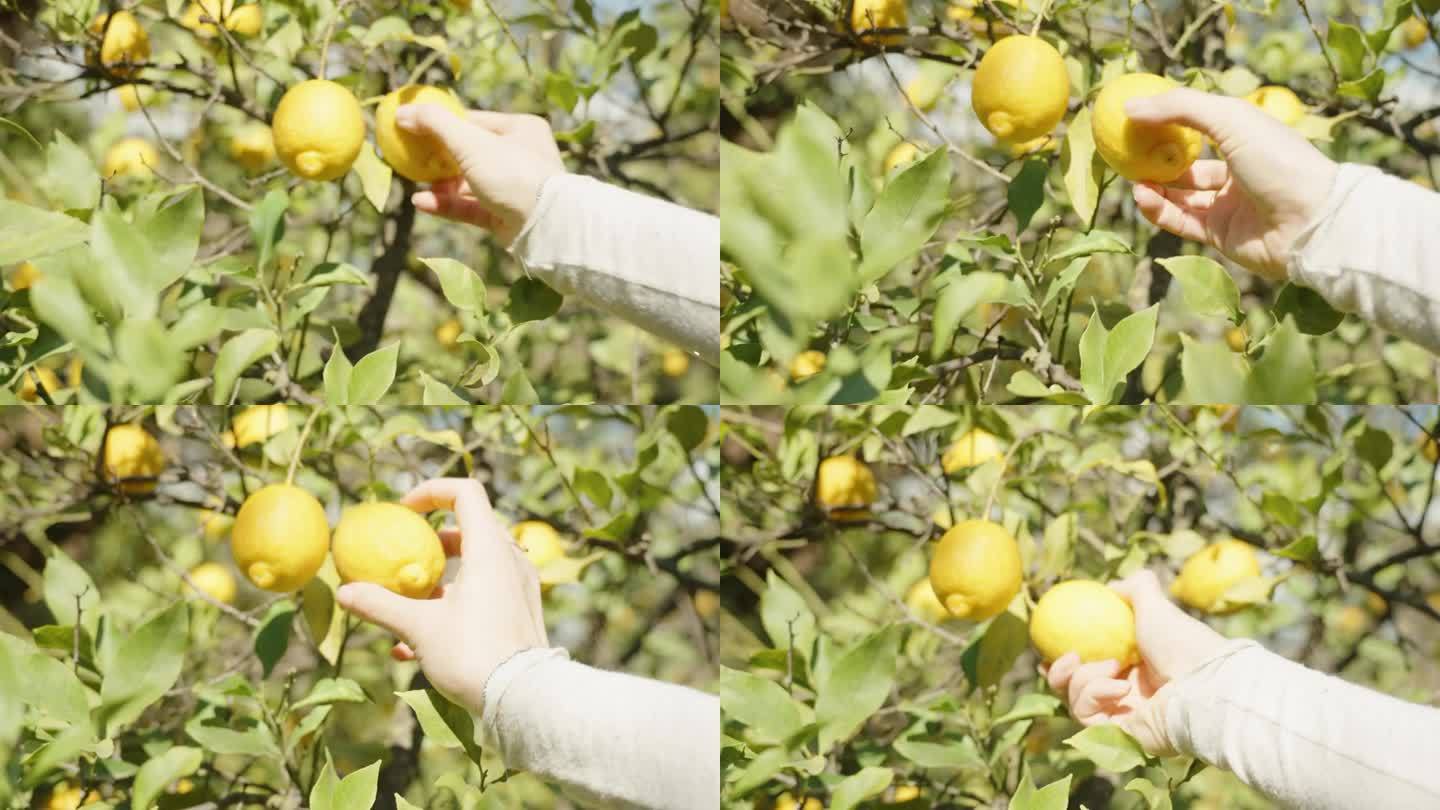 树上的柠檬被明亮的阳光照耀着，一个女人的手正在摘柠檬。