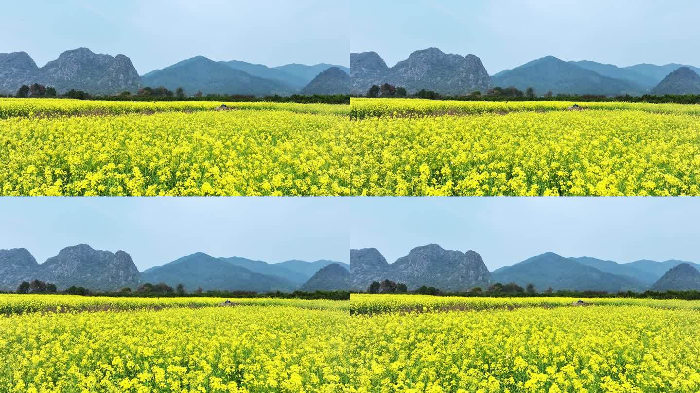 春天阳光下桂林山谷中大片的金黄色油菜花田