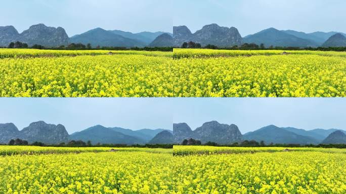 春天阳光下桂林山谷中大片的金黄色油菜花田