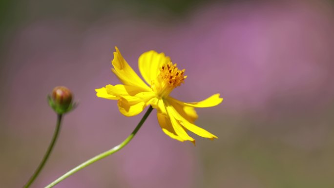 蜜蜂采蜜