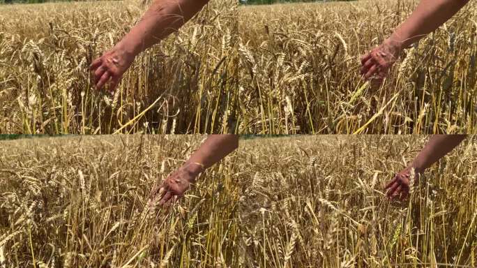 手在地里敲麦穗。特写:农民在使用天然肥料的农田上种植小麦。农田使用天然肥料种植小麦的构想