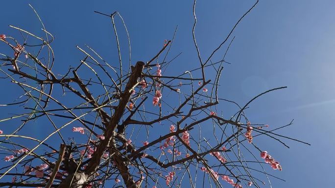 梅树的枝叶和梅花，垂柳的梅树，在风中摇曳