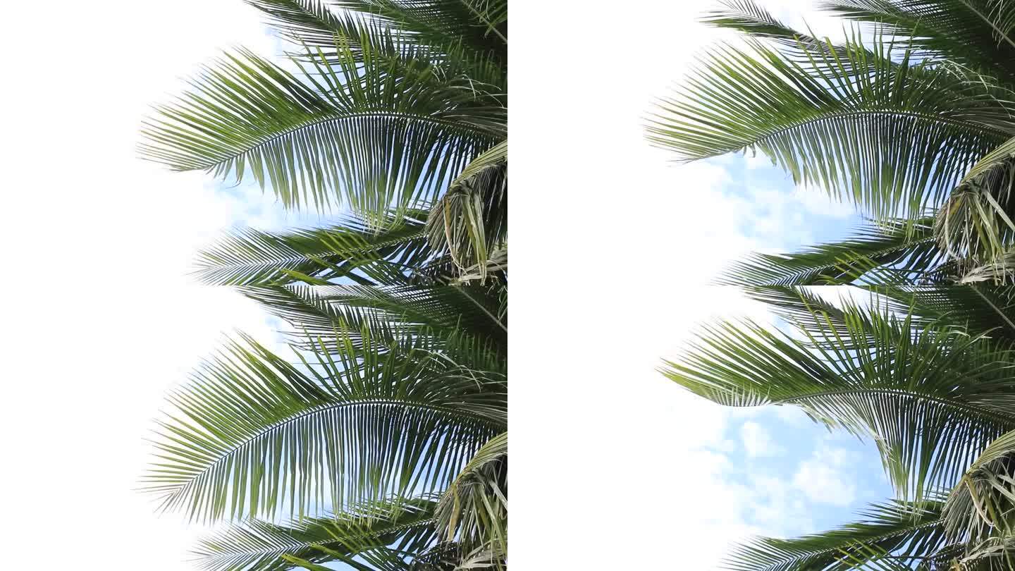 椰树的叶子随风飘着云和天空。文本空间区