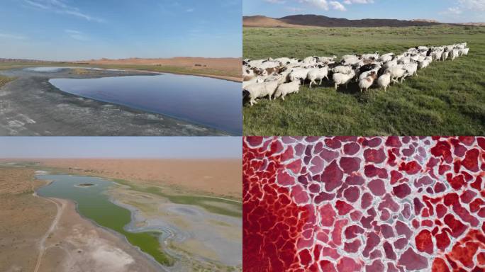 腾格里沙漠绿洲羊群乌兰湖