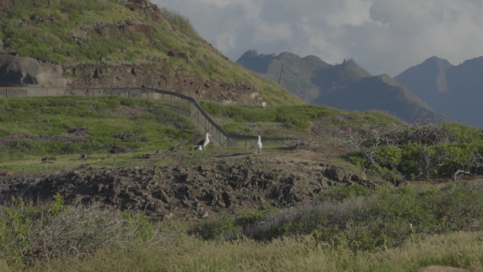 一对信天翁在瓦胡岛的卡埃纳角观察它们的岛屿殖民地，背景是雄伟的火山山脉
