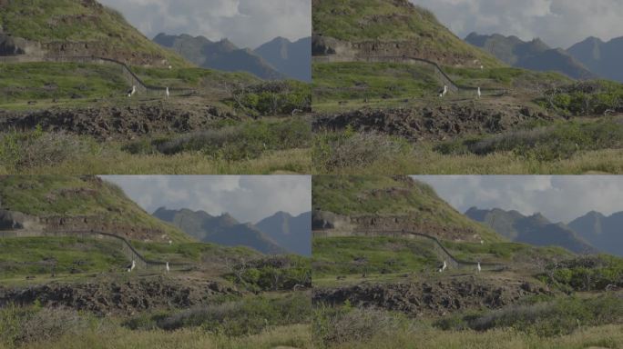 一对信天翁在瓦胡岛的卡埃纳角观察它们的岛屿殖民地，背景是雄伟的火山山脉