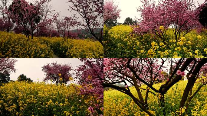 油菜花实拍视频