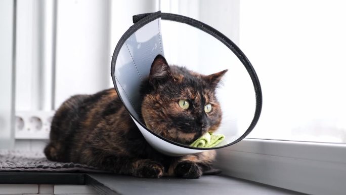 戴着兽医项圈的家猫坐在窗台上，看着相机和窗外。术后恢复期。防止舔伤。高品质4k画面