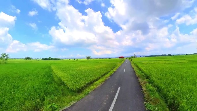 全景视频蒙塔西克亚齐Besar稻田与绿色的水稻和光滑的柏油路