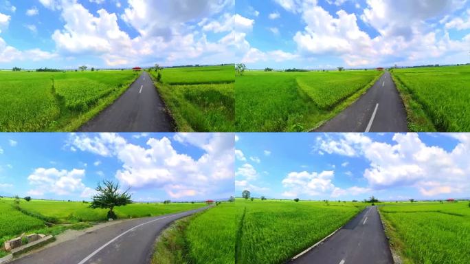 全景视频蒙塔西克亚齐Besar稻田与绿色的水稻和光滑的柏油路