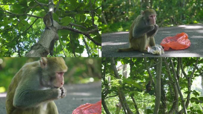 4K自然野生动物猴子